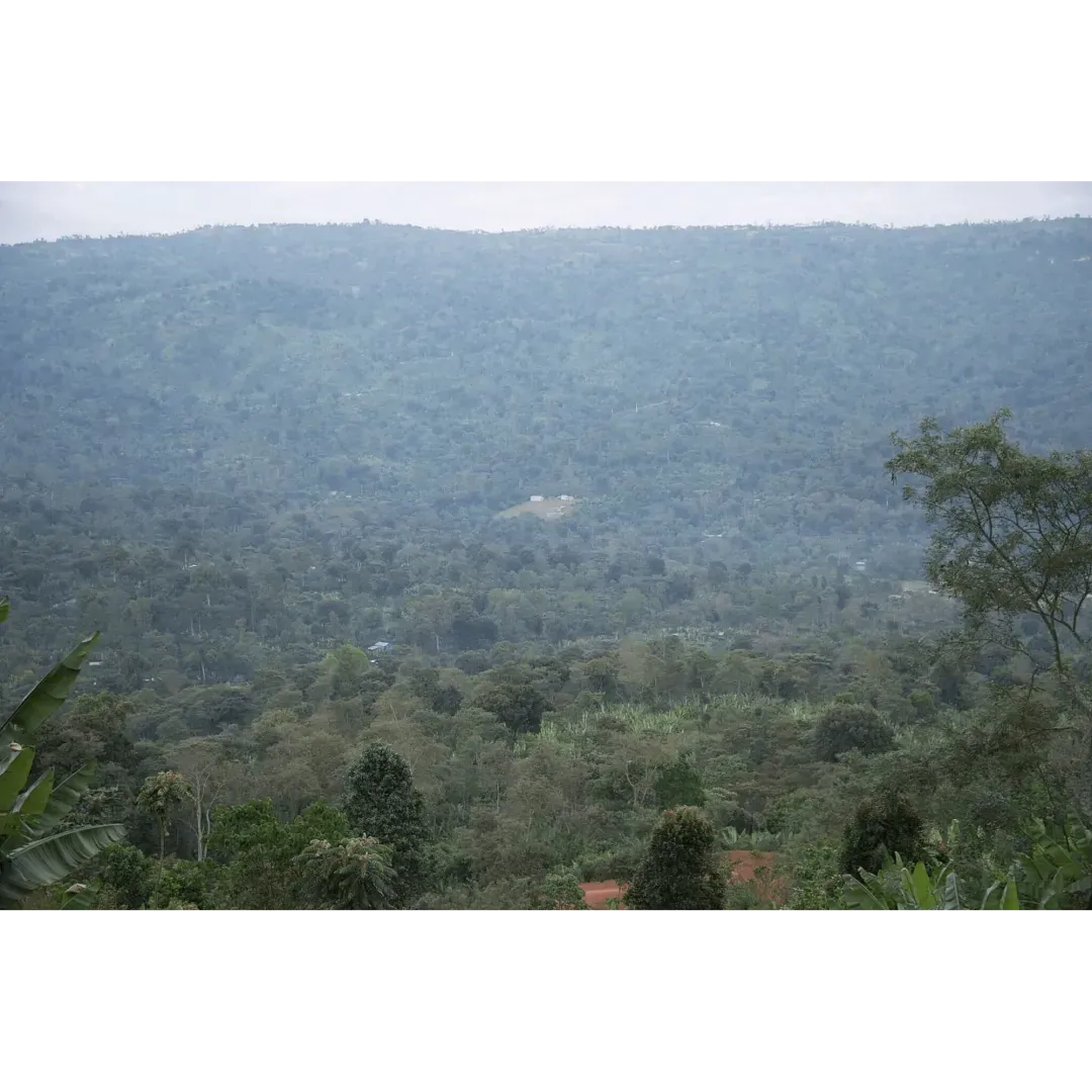 Ethiopia Miju Farm