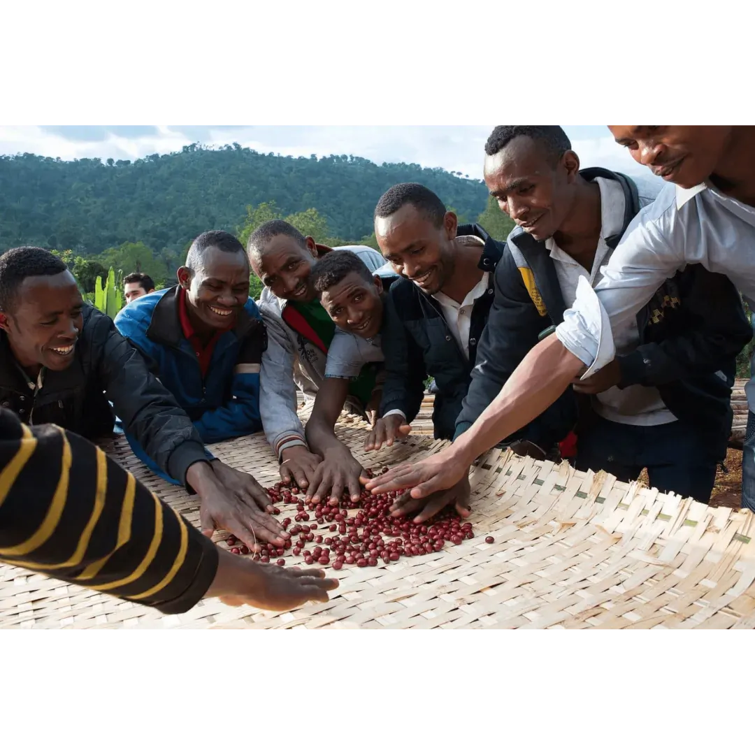 Ethiopia Miju Farm