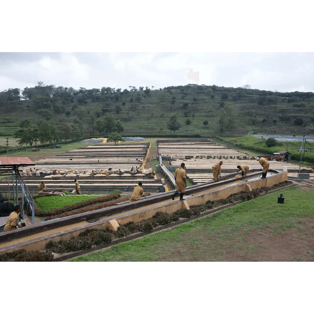 Housing on Mondul Coffee Estate