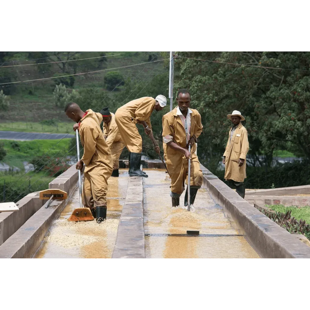 Washing coffee on Mondul Coffee Estate