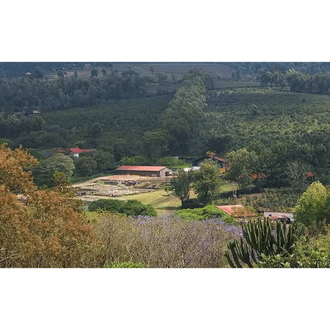 ViCAFE visiting Mondul Coffee Estate