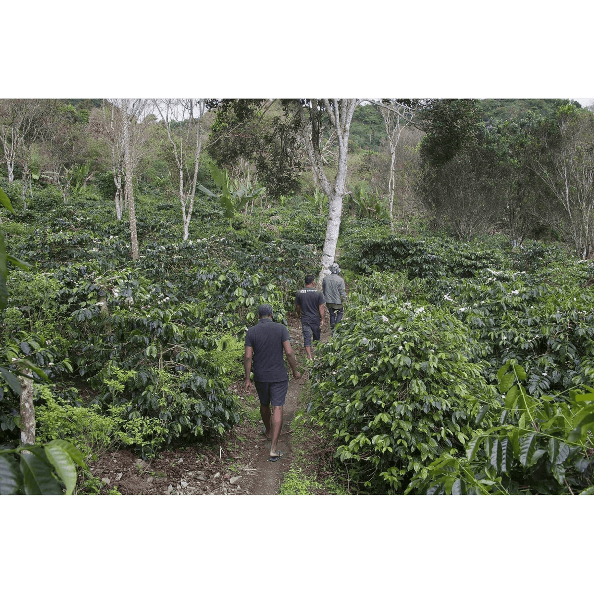 Wih Bersih Village Producing coffee for Orangutan Project Coffee
