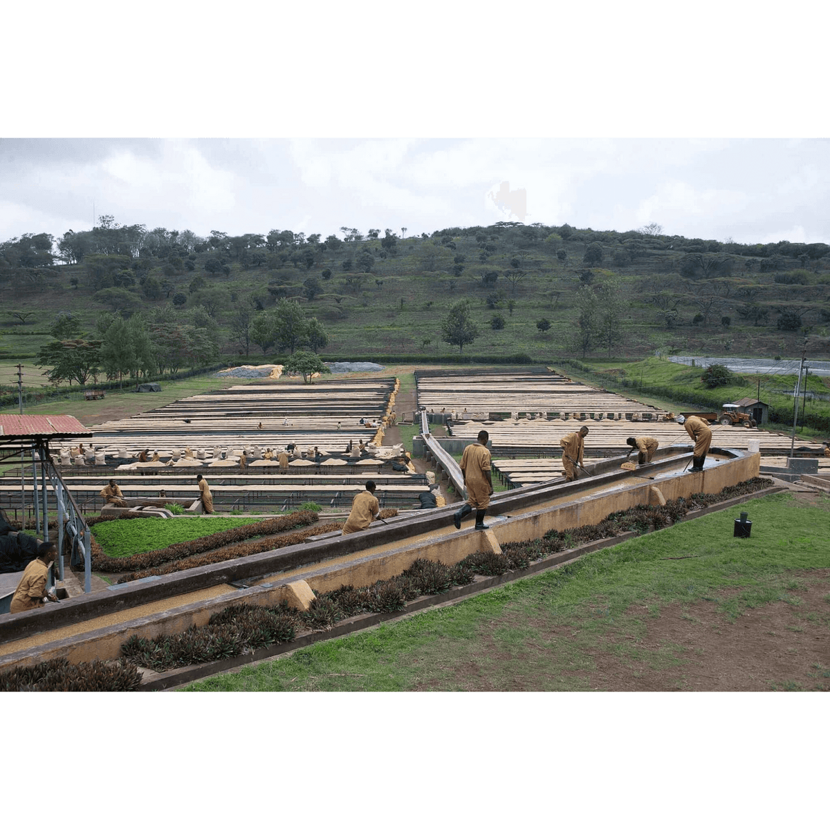 Housing on Mondul Coffee Estate