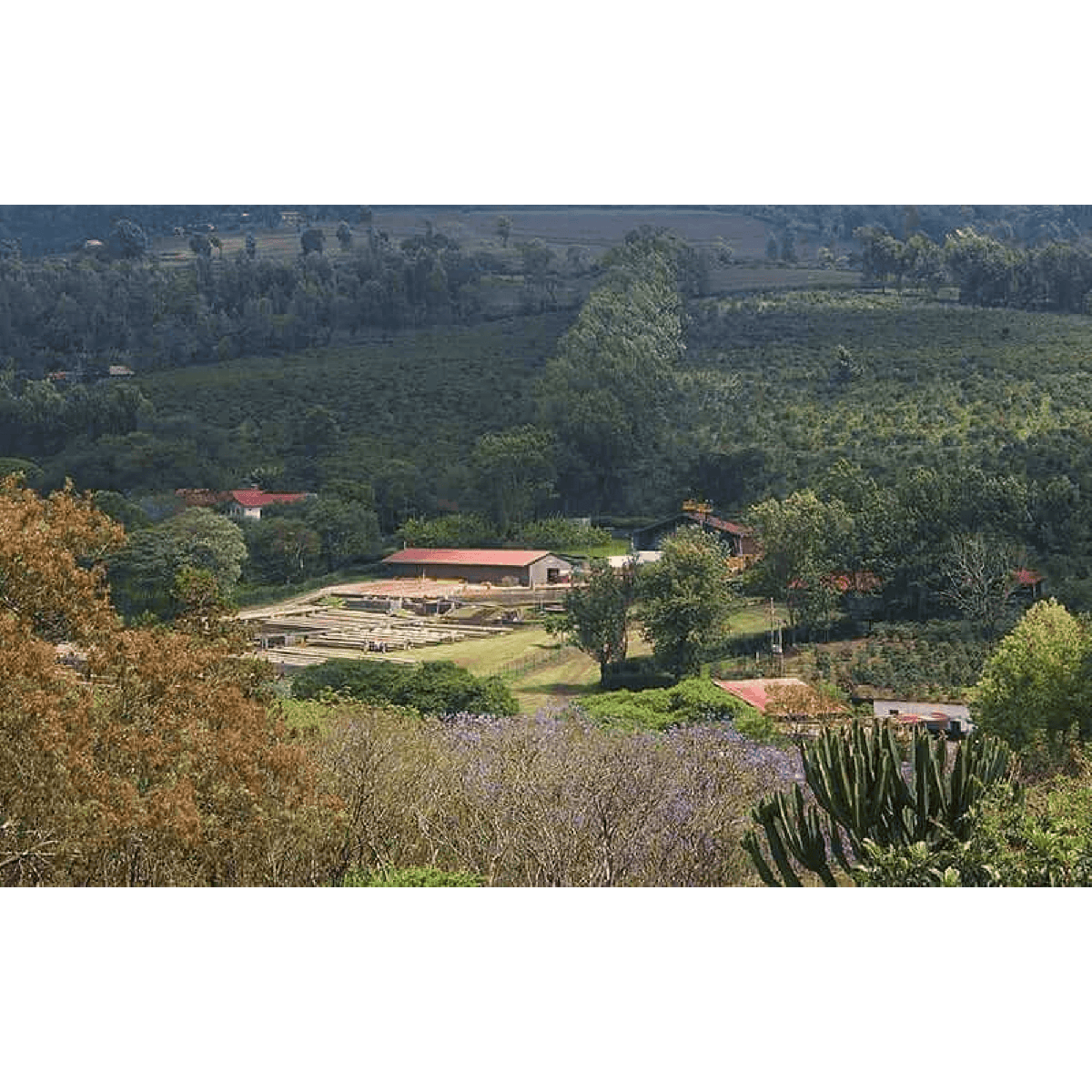 ViCAFE visiting Mondul Coffee Estate 