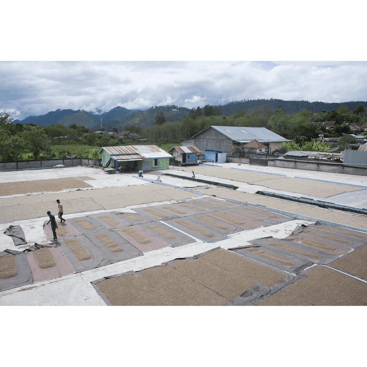 Drying coffee for orangutan project coffee