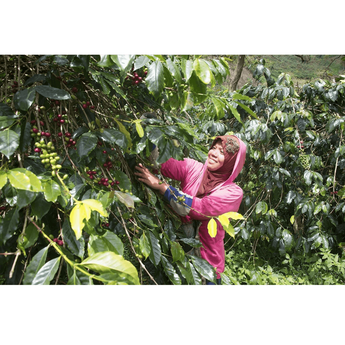 Coffee plan at Wih Bersih Village 