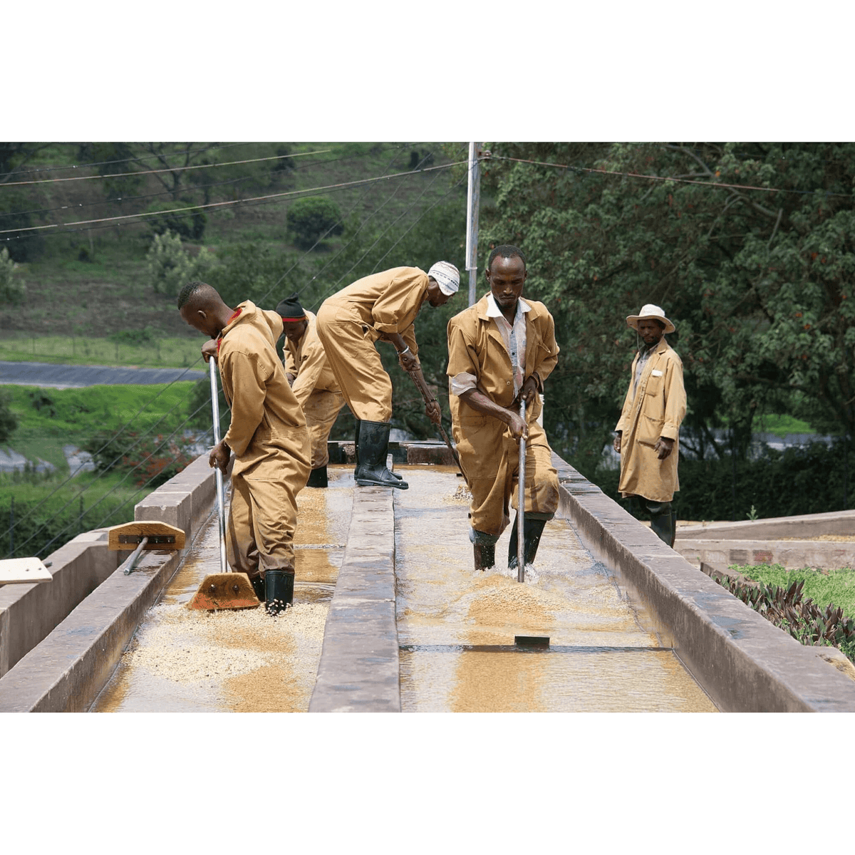 Washing coffee on Mondul Coffee Estate 