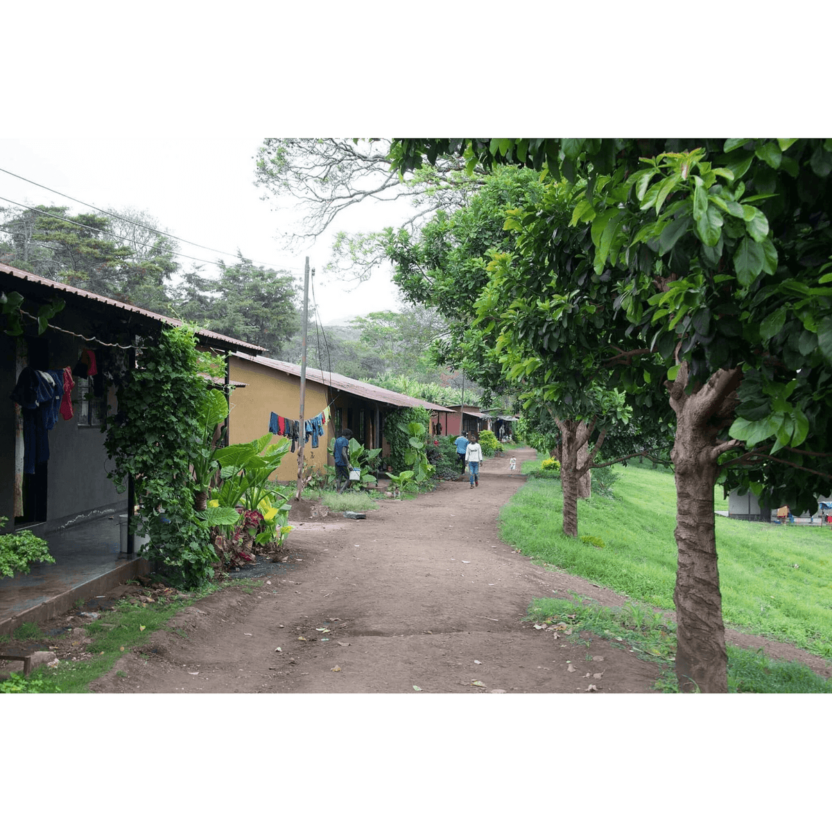 Mondul Coffee Estate 