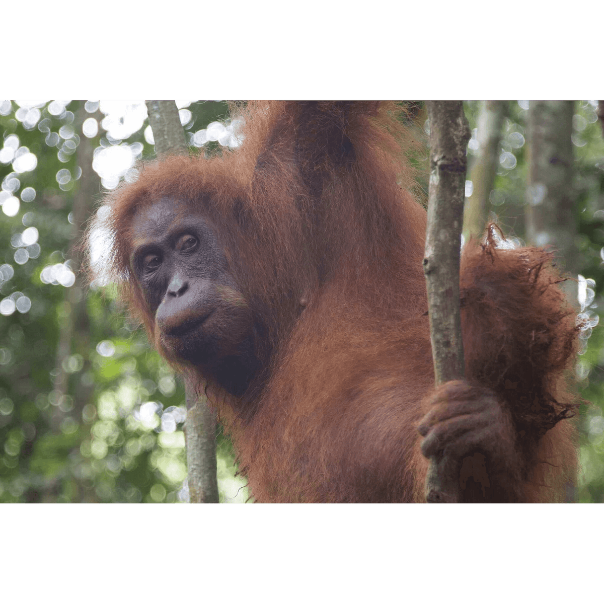 Orangutan  