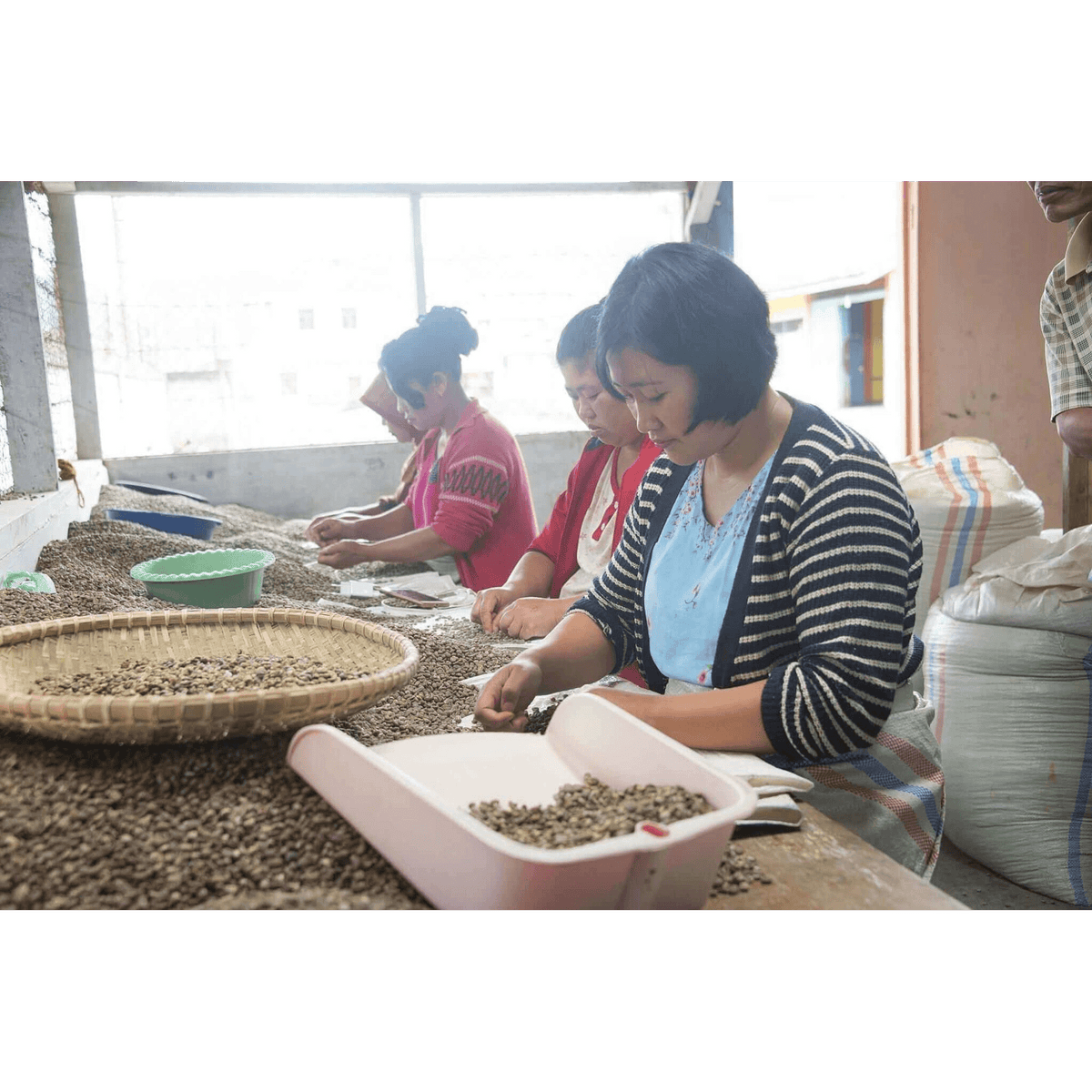 Sorting coffee for orangutan project coffee