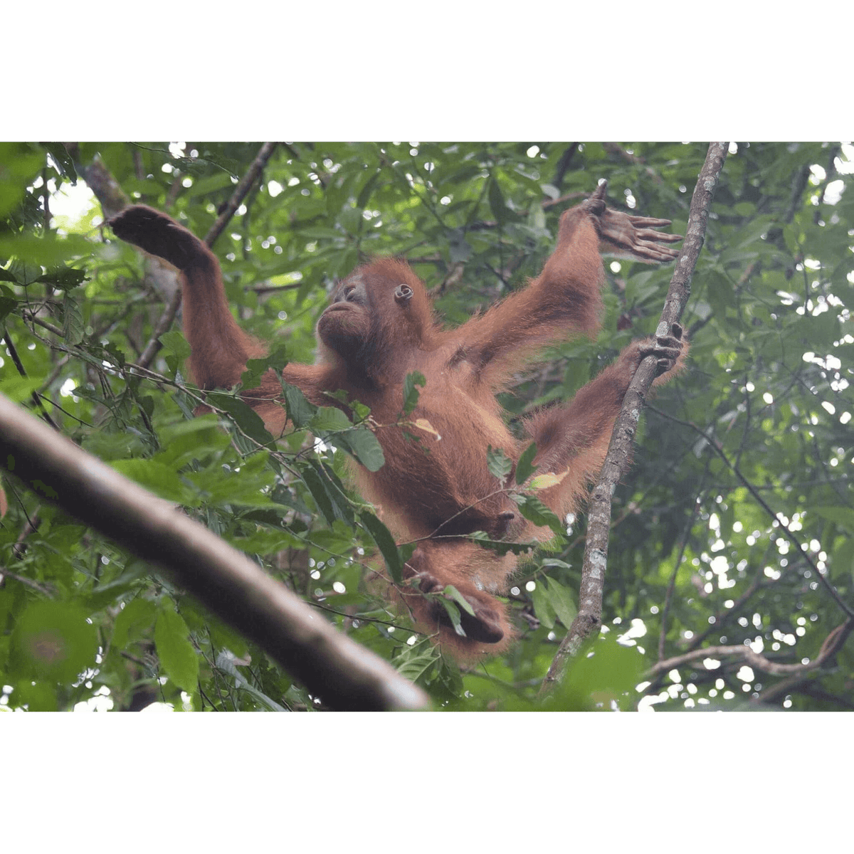 Orangutan  