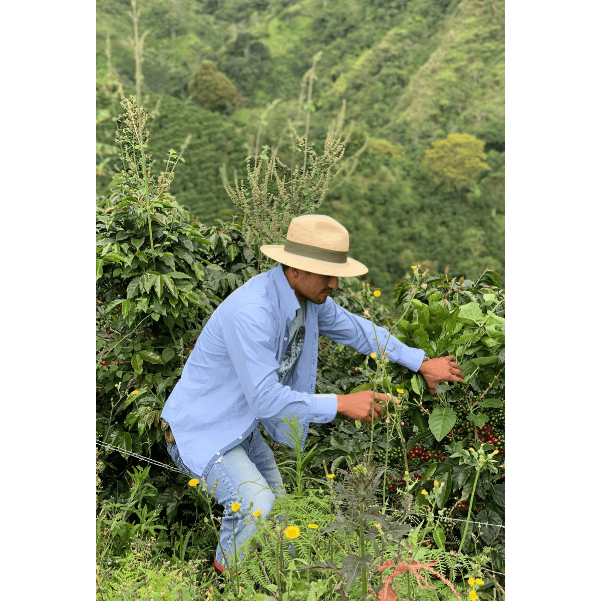 Oscar on his coffee farm