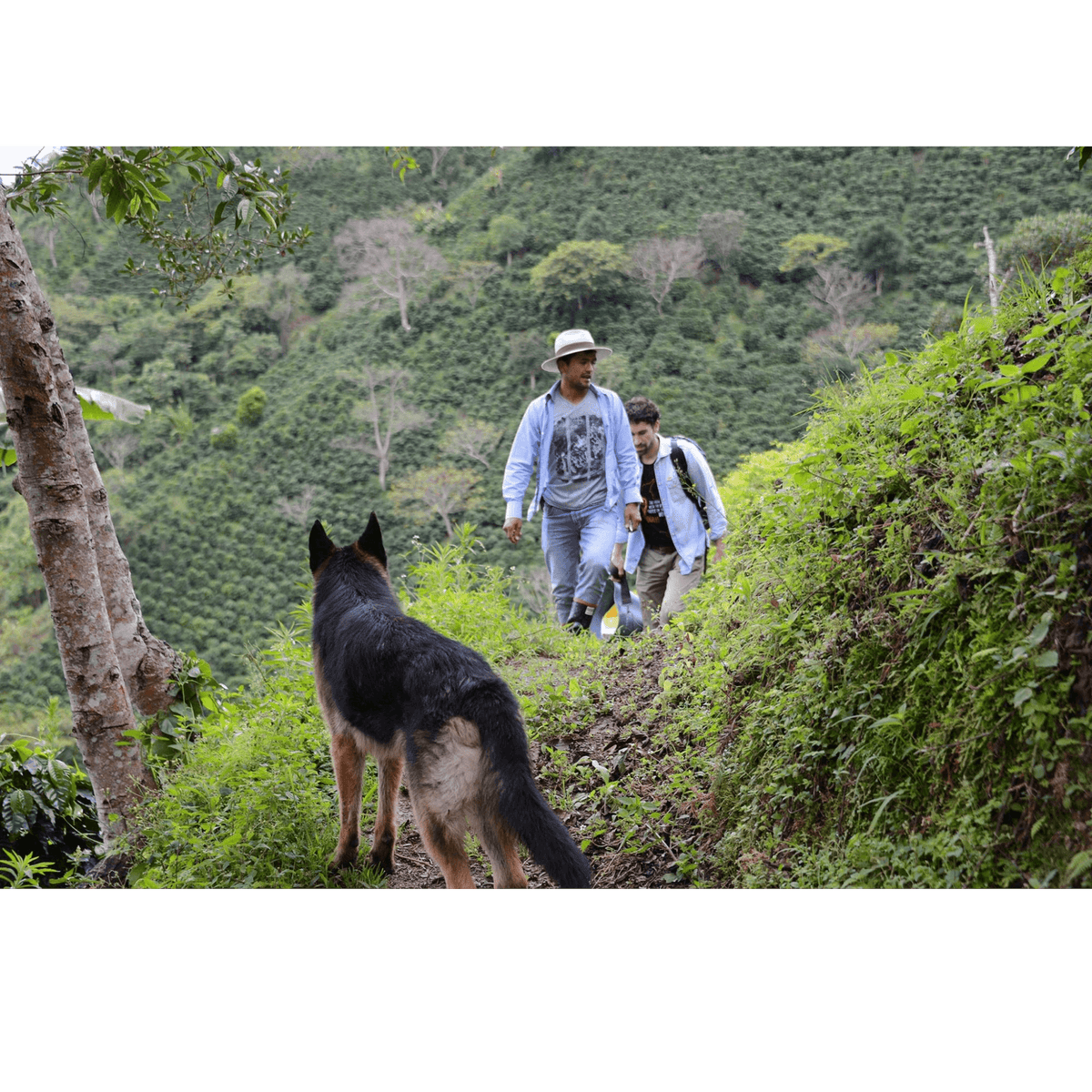Oscar on his coffee farm Finca Los Nogales